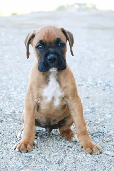 Perros boxer cachorros en adopcion - Imagui