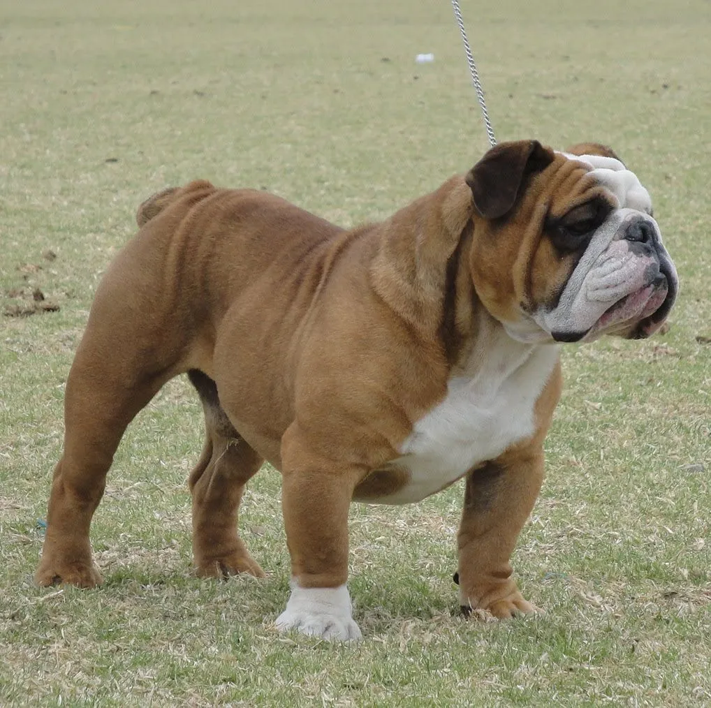 Los perros: Bulldog