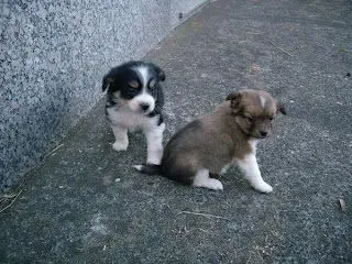  ... cachorros uno de color marron y otro negro y tambien son muy bonitos