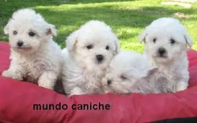 Todo Perros: Caniche toy y mini toy