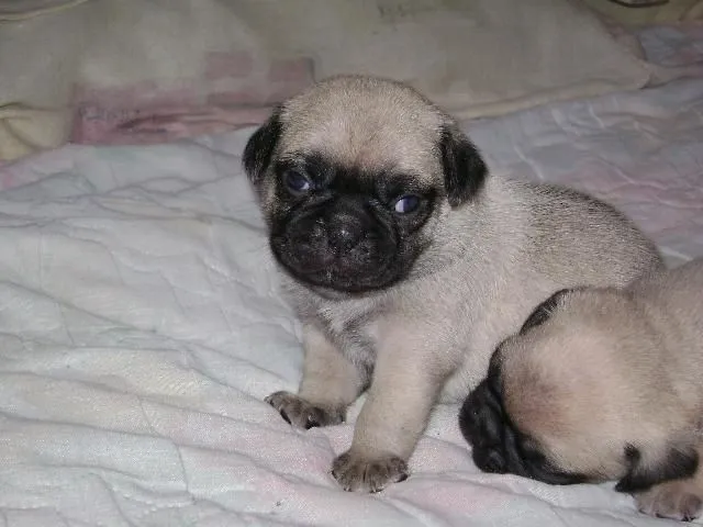 Imágenes de CACHORROS PUG en Guadalupe