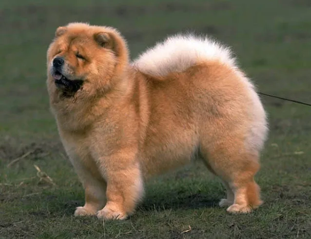 Perros Chow Chow