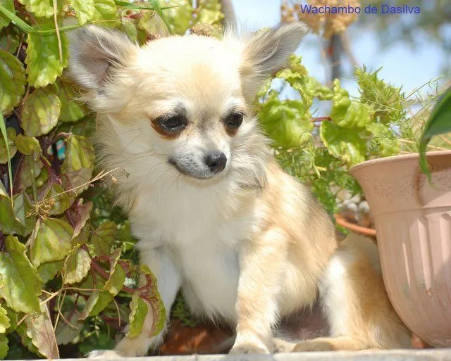 Perros Dasilva Chihuahua Hembra pelo largo Miniatura - Perros Dasilva