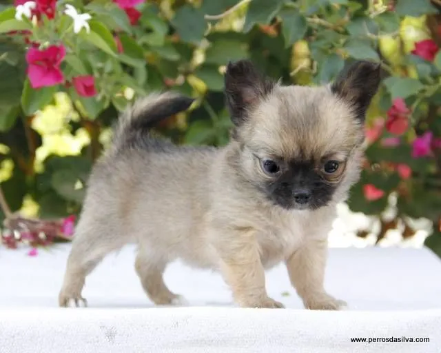 Perros Dasilva Cachorros Chihuahua de pelo corto - Perros Dasilva