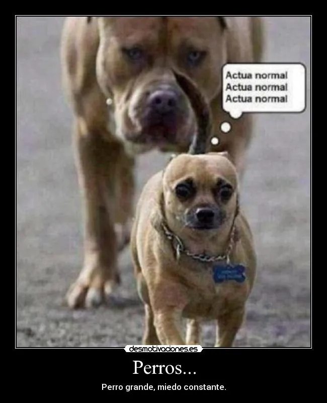 Perros... | Desmotivaciones