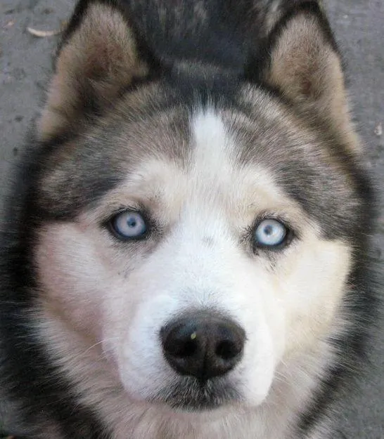 Perros de distintas clases de razas: Perros siberiano