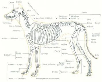 Perros: El esqueleto del perro