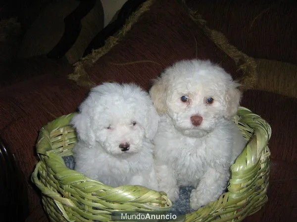 Razas de perros poodle - Imagui