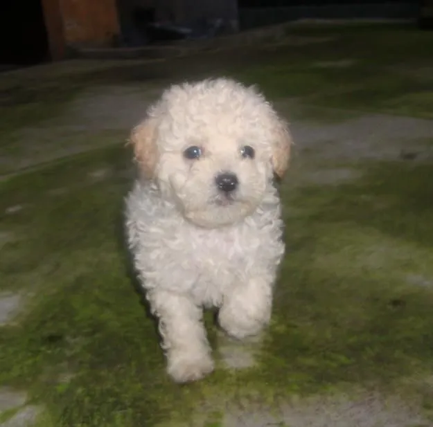 FRENCH POODLE BEBE - Imagui