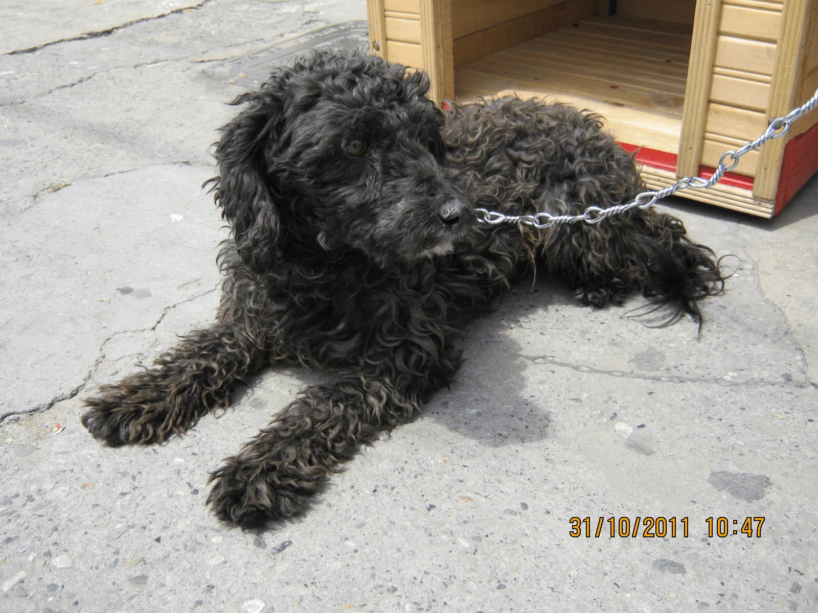 Perros french poodle negros - Imagui