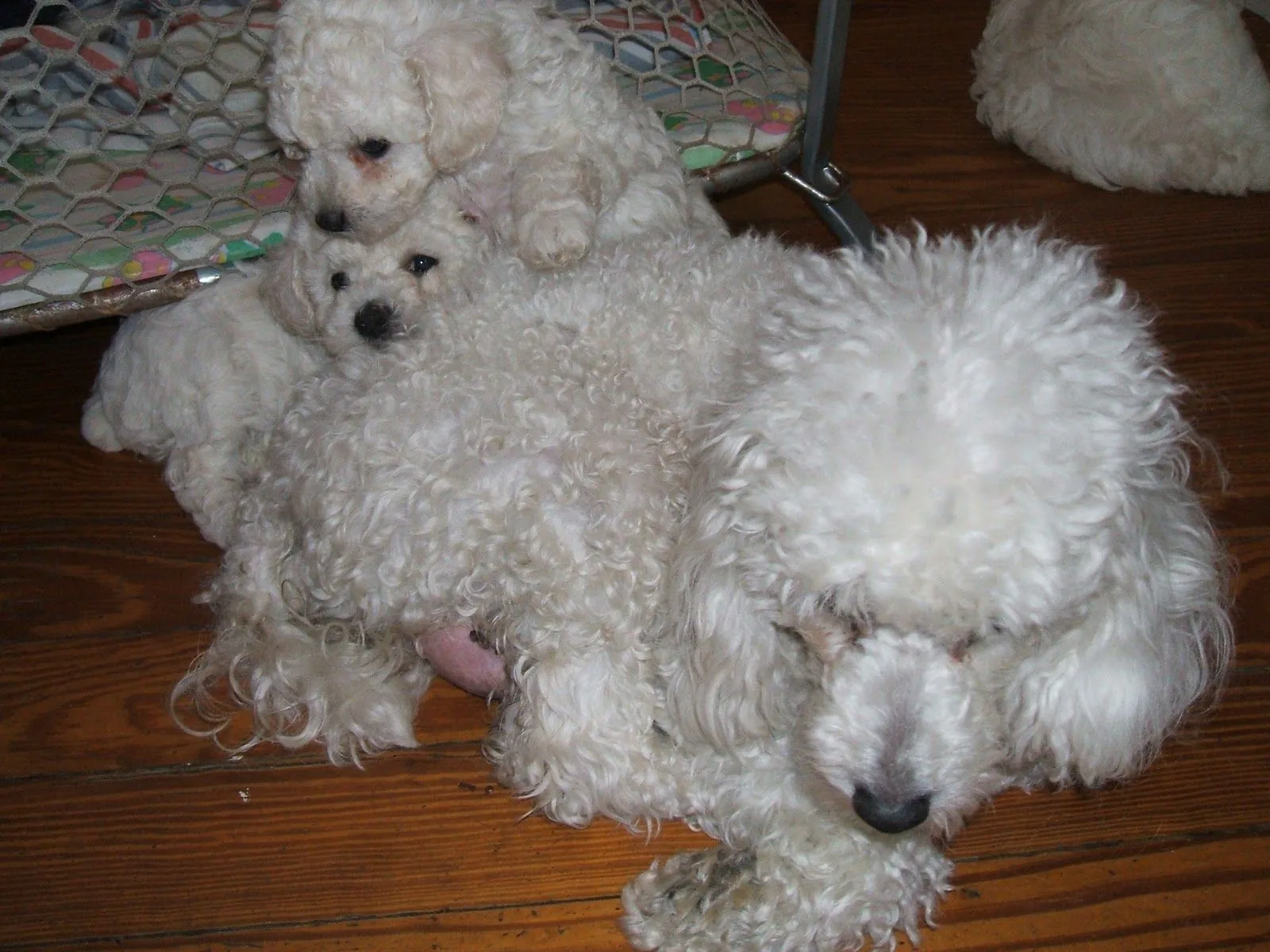 Perros french poodle recien nacidos - Imagui