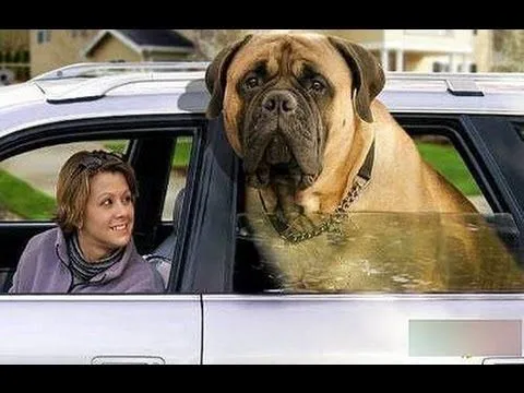 PERROS Y GATOS GIGANTES. Recopilacion de las bestias mas grandes ...