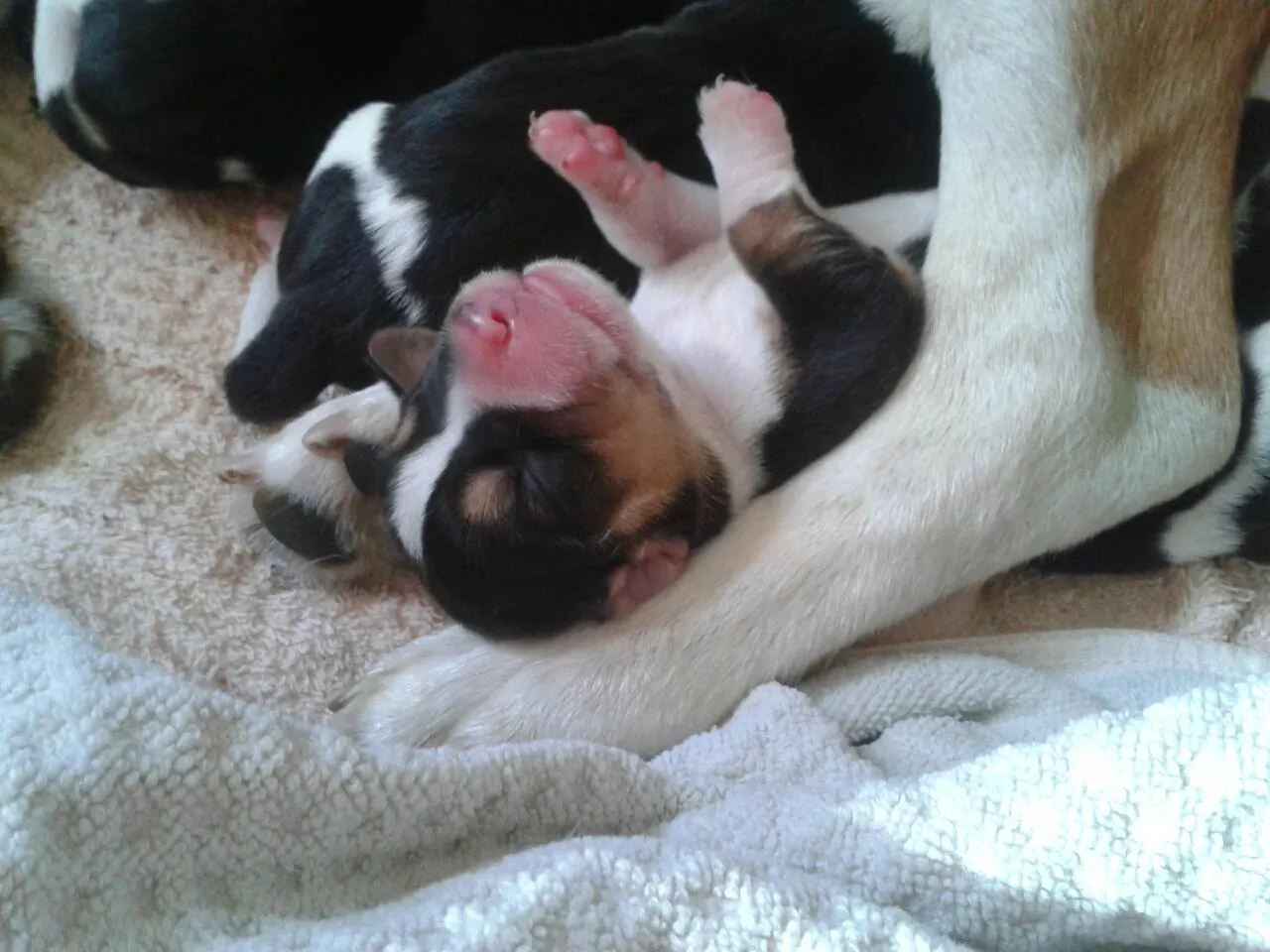 Entre perros, gatos y más: Los cachorros beagle