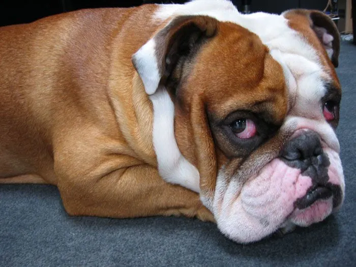 Todo sobre perros y gatos: Razas hermosas: el Bulldog