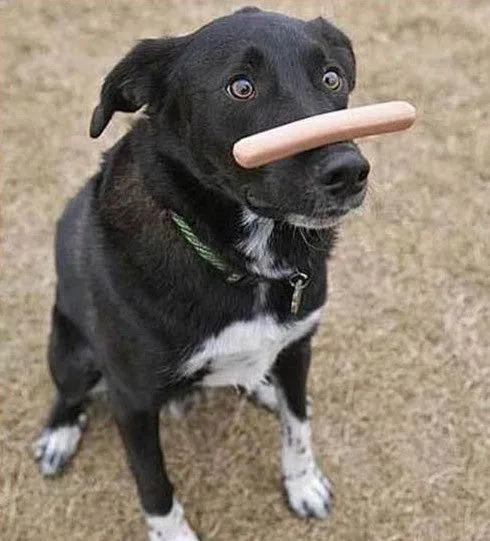 Animales graciosos « NUESTROS AMIGOS LOS ANIMALES - La Coctelera