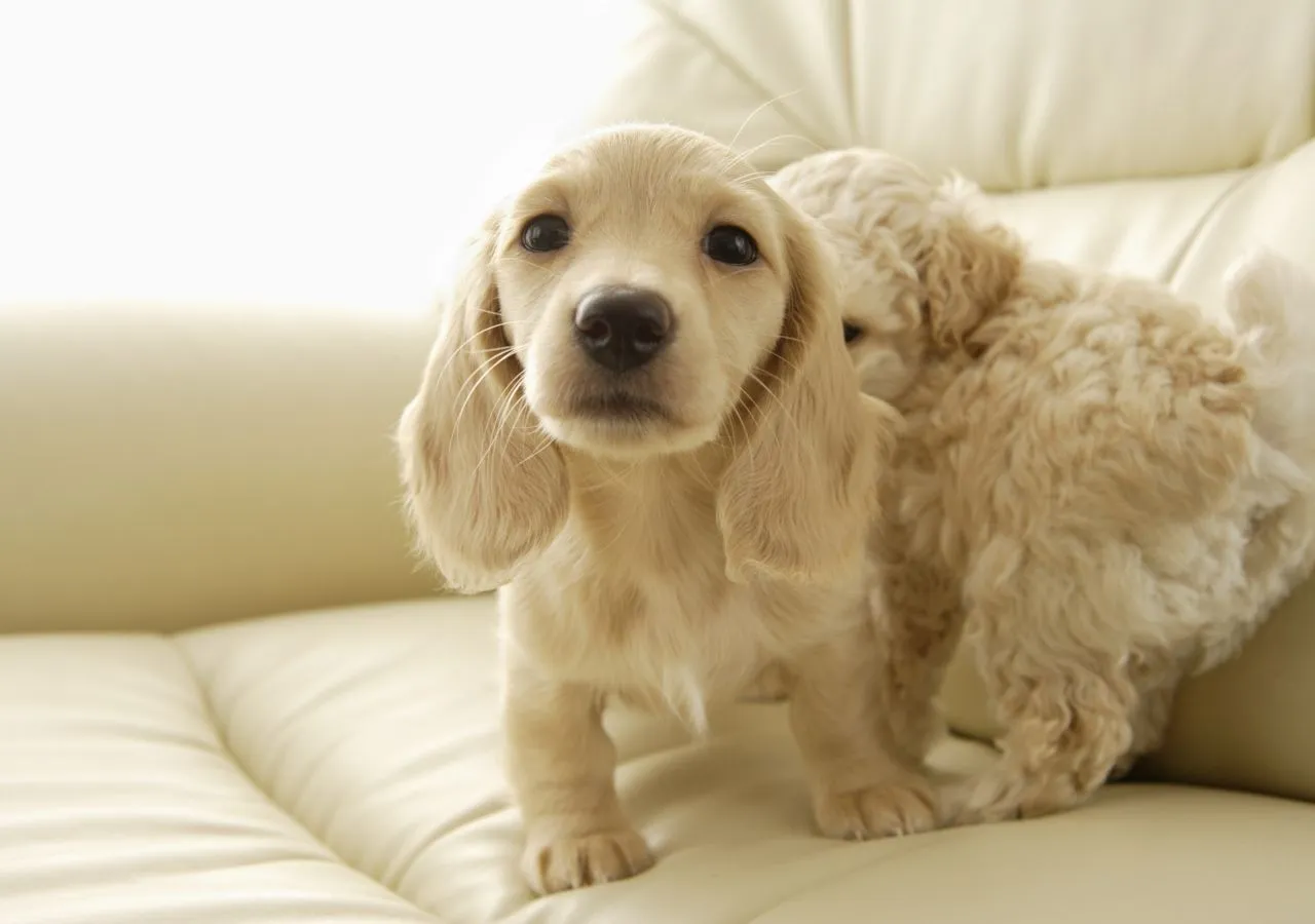 Perros - Hermosos Fondos de Pantalla de Encantadores Perros ...