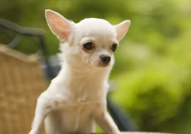 Perros - Hermosos Fondos de Pantalla de Encantadores Perros ...