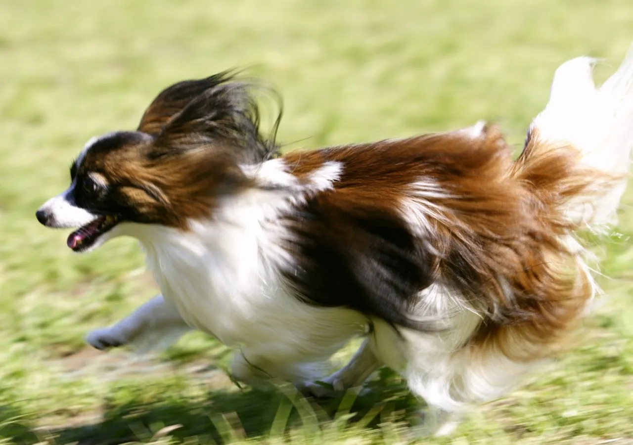 Perros - Hermosos Fondos de Pantalla de Encantadores Perros ...