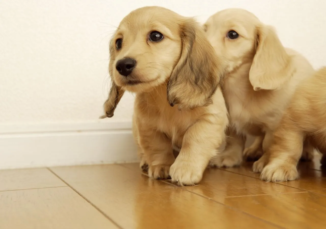 Perros - Hermosos Fondos de Pantalla de Encantadores Perros ...