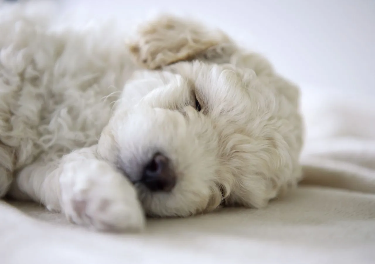 Perros - Hermosos Fondos de Pantalla de Encantadores Perros ...