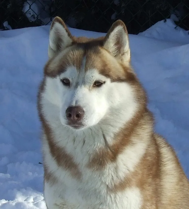 todo sobre perros: husky siberiano