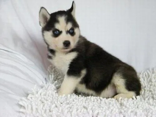 Perros husky siberiano bebés - Imagui