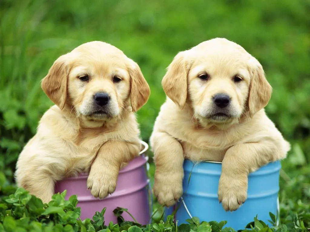 Perros labrador bebés - Imagui