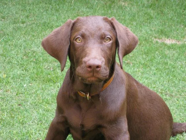 Perros Labradores