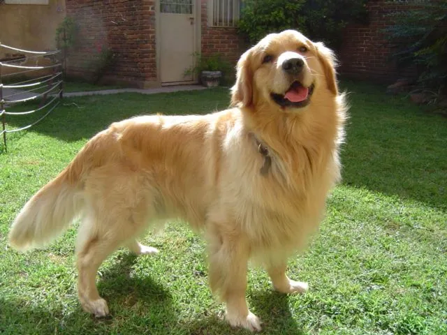 Golden retriever | Web sobre los perros golden retrievers