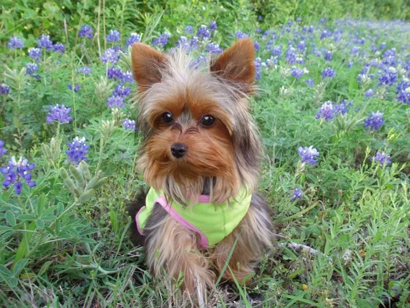 Los perros mas lindos de la historia de la tierra. | El Paraíso ...