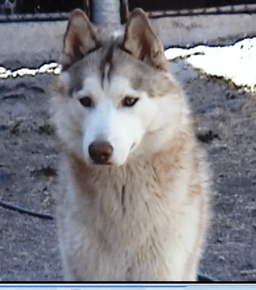 Imajenes de perros lobos - Imagui