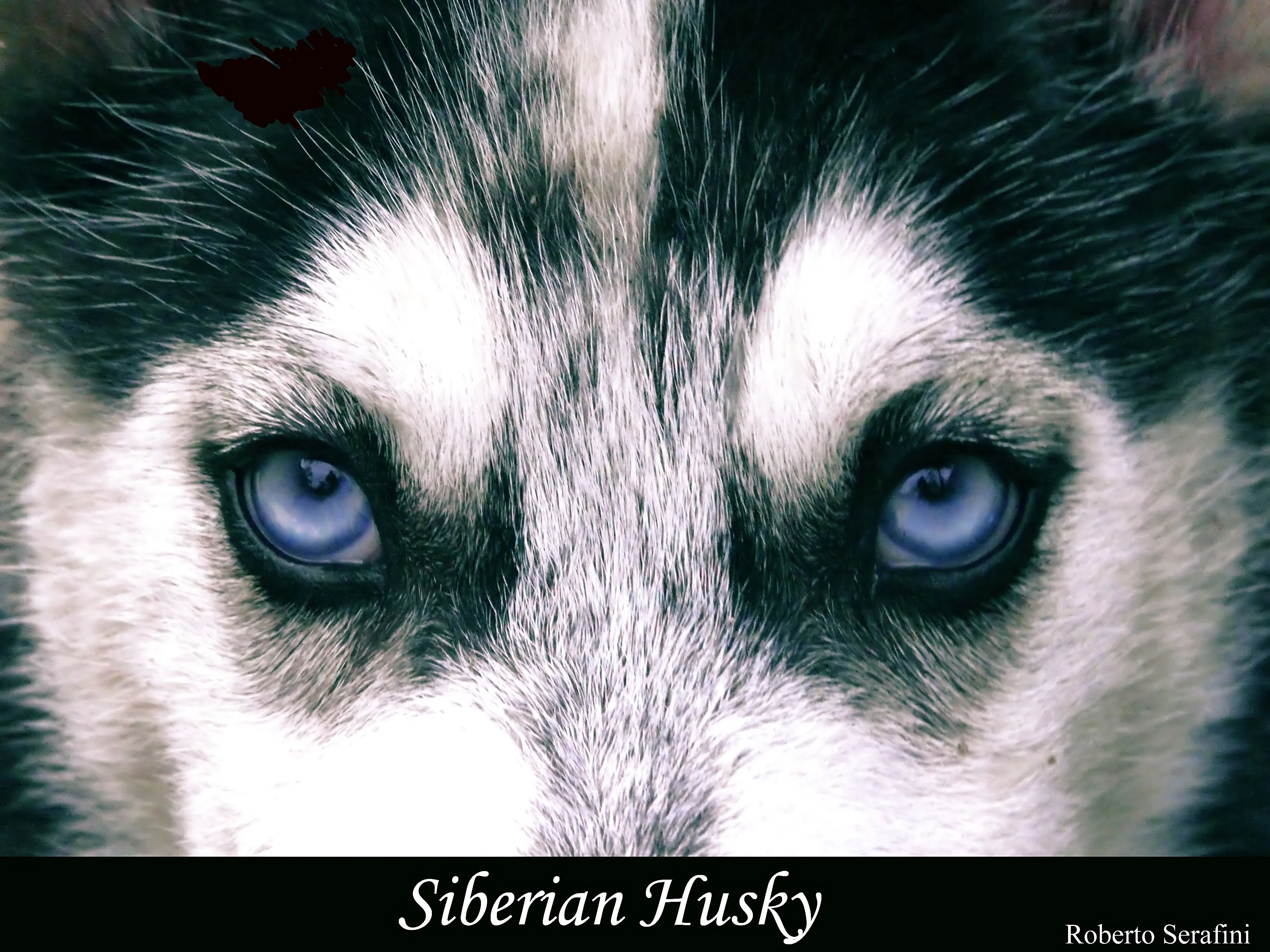 Perros Lobos Siberianos Husky Title MEMES Pictures