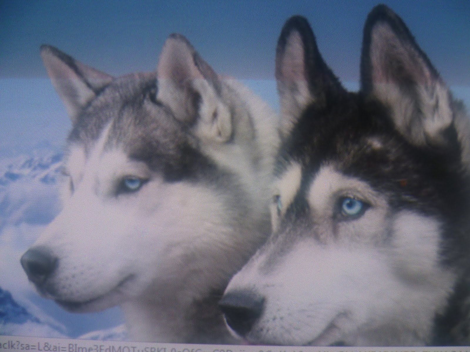 perros lobos¿mansos o salvajes?"averígualo": perros lobos ¿mansos ...