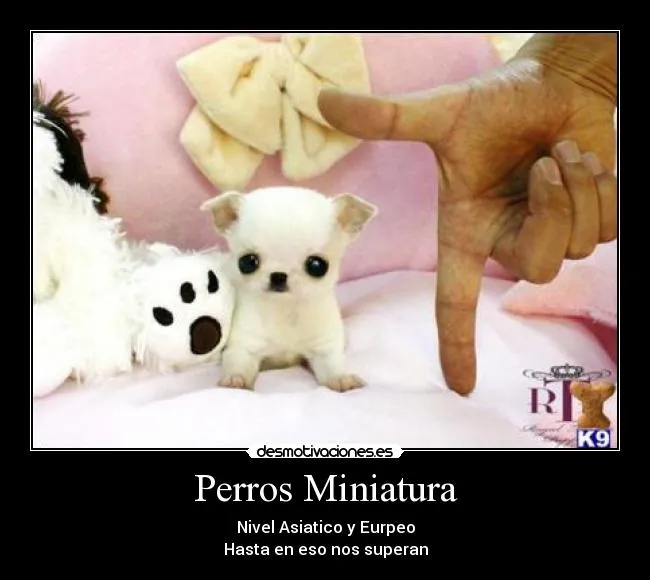 Perros Miniatura | Desmotivaciones