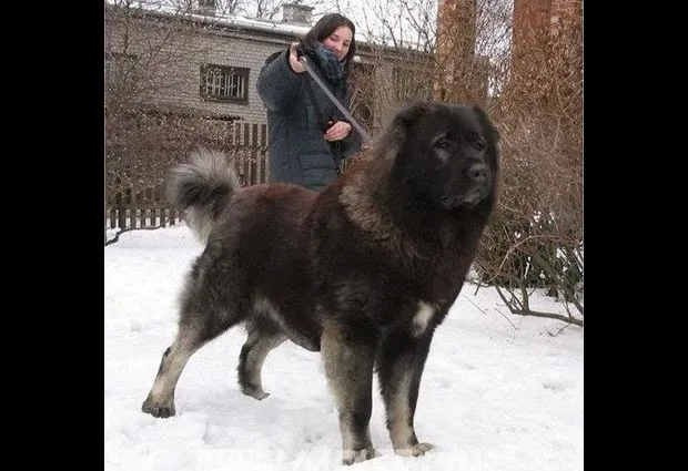 Los perros más grandes del mundo: 10 fotos de estos "gigantes ...