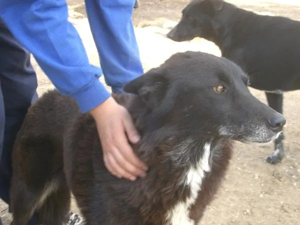 Perros | Mundo Mascota - Part 40