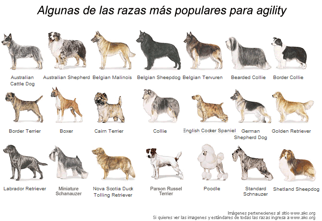 Todas las razas de perros - Imagui
