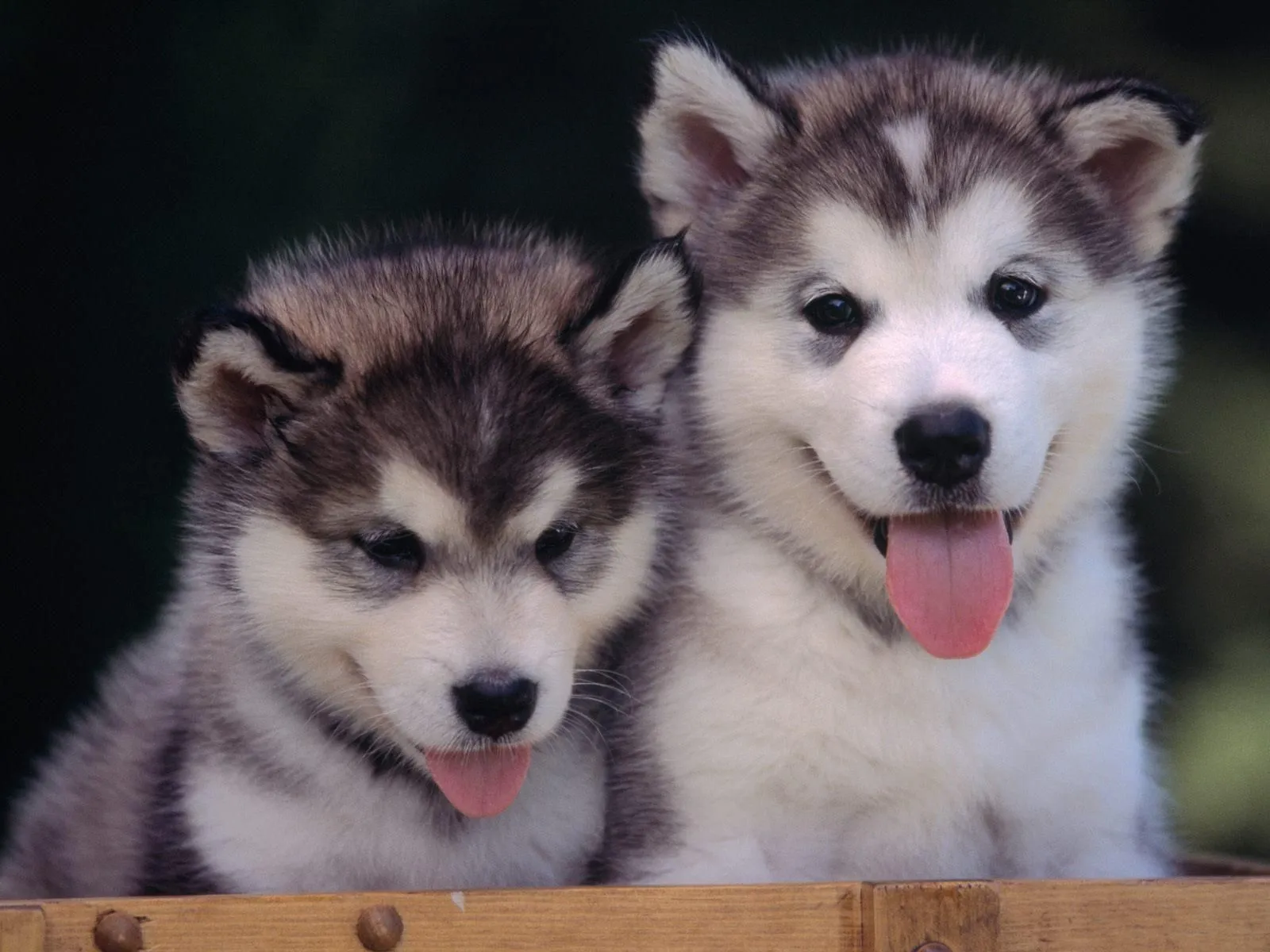 estos perros son de nieve y son entrenados para llevar trineos