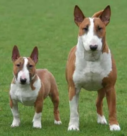 El Perro Saludable: Raza de perros: Bull Terrier