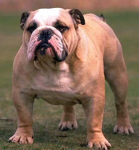 Perros Online: Raza de perros: Bulldog