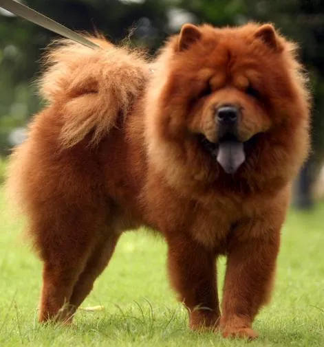 El Perro Saludable: Razas de perros: Chow Chow