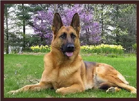 Perros Pastores en Pinterest | Bélgica Malinois, Cachorros De ...