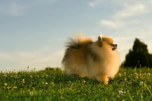 Perros pequeños – Pomerania - Paperblog