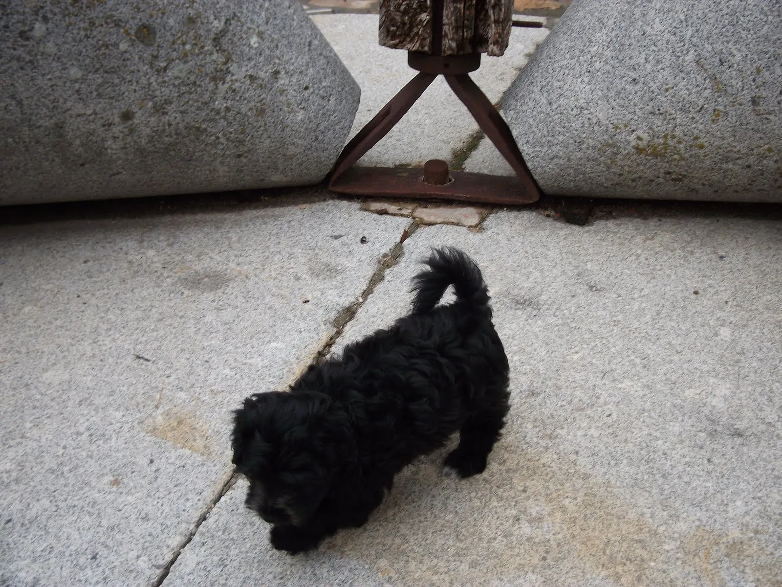 Perros perdidos - Ayuda sobre cómo encontrar a tus mascotas perdidas ...