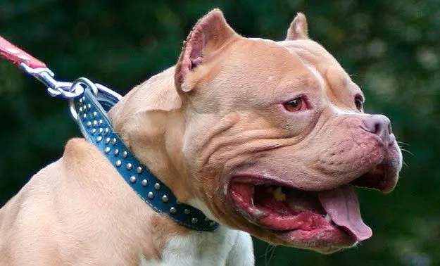 Perros Pitbull - American Pit Bull Terrier - una excelente mascota ...