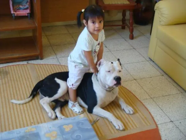 Perros pitbull con bebés - Imagui