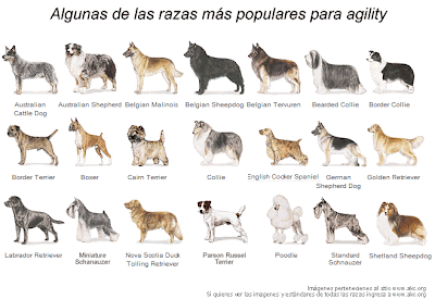 Imagenes de perros pitbull para colorear - Imagui