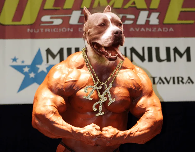 Perros pitbull: Formas para poner musculoso a un pitbull