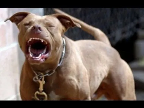 PERROS PITBULL LADRANDO VIDEO GRACIOSO - YouTube