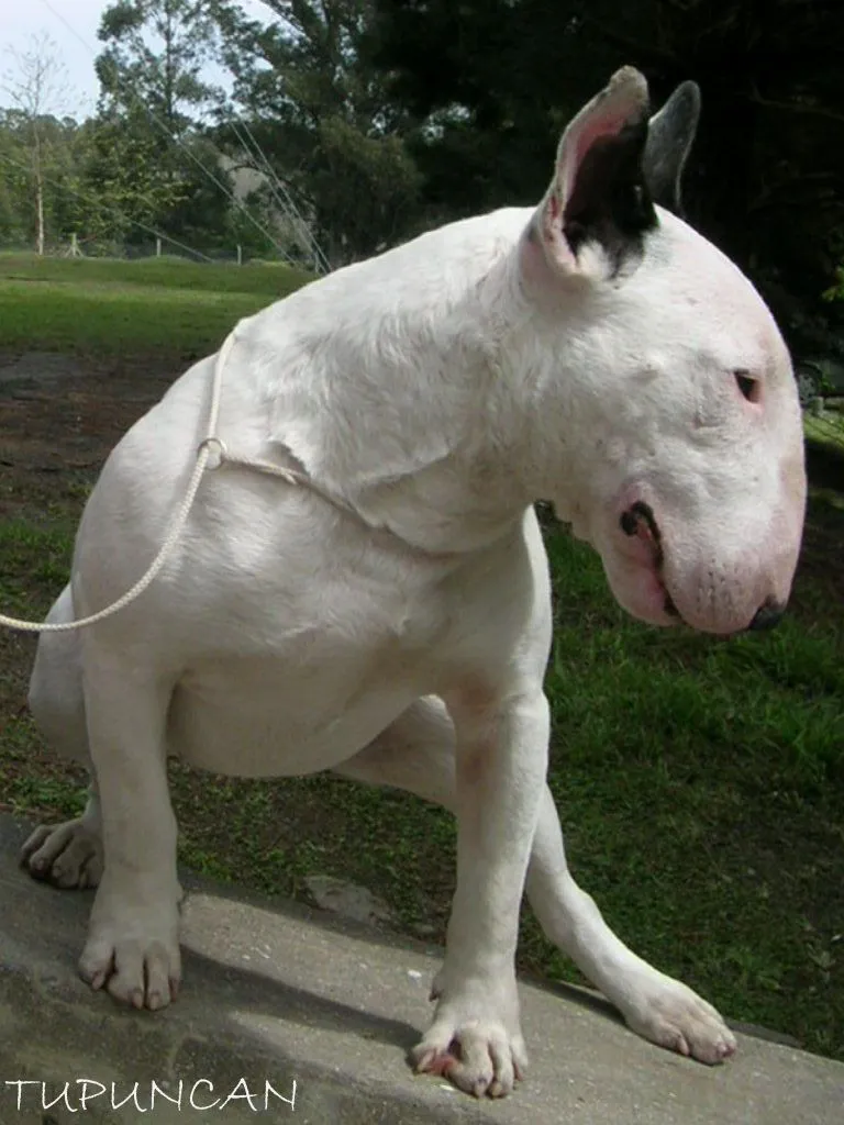 perros presa: Bull Terrier